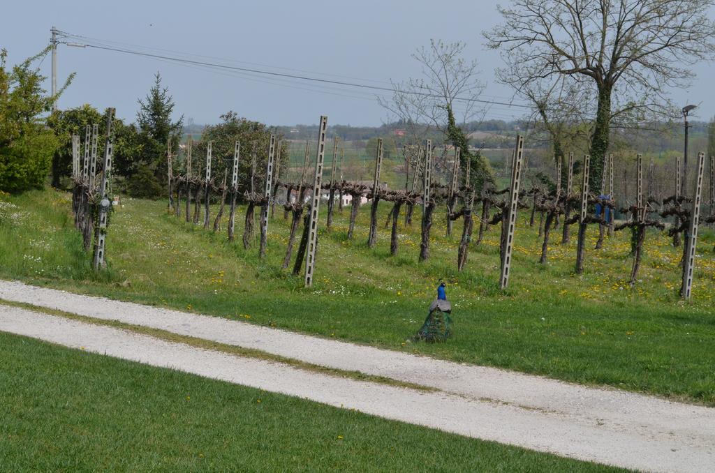 Agriturismo Dondino Cavriana Extérieur photo